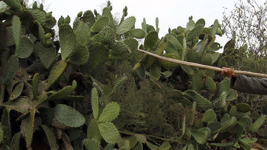 A Palestinian man harvests cactus fruit on a farm in Khan Younis in the southern Gaza Strip July 20, 2011.  REUTERS/Ibraheem Abu Mustafa (GAZA - Tags: FOOD AGRICULTURE) - RTR2P2LA