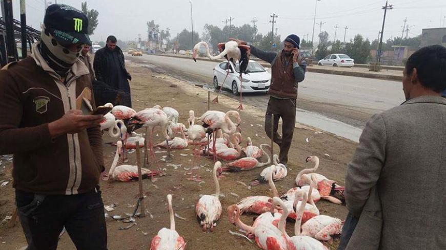IraqFlamingos.jpg