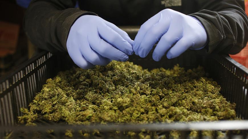 An employee sorts freshly harvested cannabis buds at a medical marijuana plantation in northern Israel March 21, 2017. Picture taken March 21, 2017. REUTERS/Nir Elias - RTX32D71