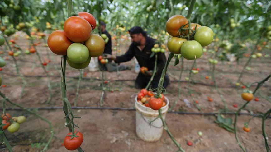 Palestinian farmers pick tomatoes to be exported into Israel, on a farm in Deir El-Balah in the central Gaza Strip March 11, 2015. Israel imported its first fruit and vegetables from the Gaza Strip in almost eight years on Thursday, in a partial easing of an economic blockade maintained since the Islamist group Hamas seized control of the Palestinian territory. Twenty-seven tonnes of tomatoes and five tonnes of eggplants were trucked across the border under an Israeli plan to bring in around 1,200 tonnes of