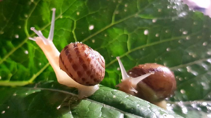 Snails.jpg