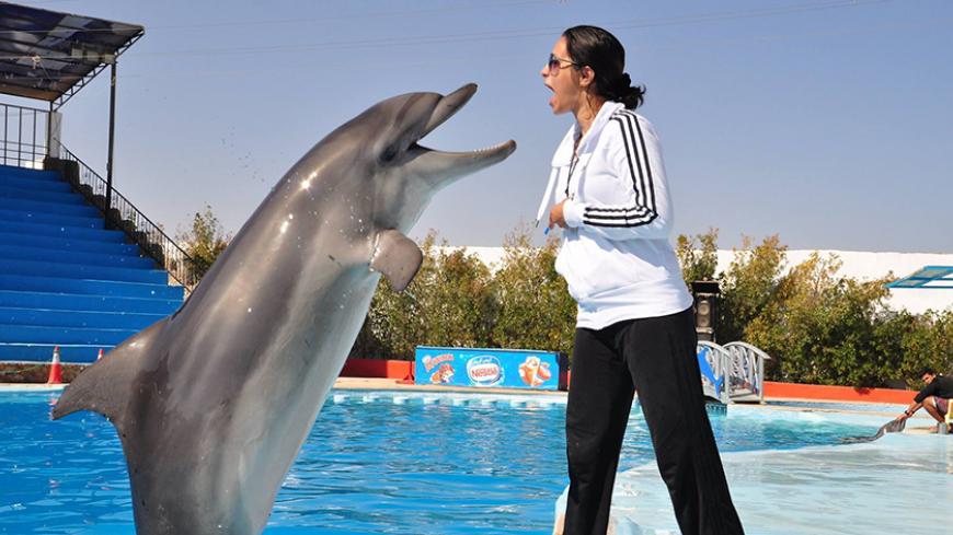 NesmaDolphin.jpg