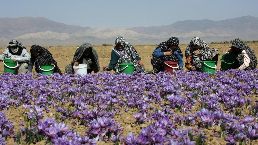 SHAHN ABAD, IRAN: TO GO WITH AFP STORY "IRAN-FARM-ECONOMY-LUXURY-SAFFRON" Iranian women wearing chadors pick saffron flowers on a farm in Shahn Abad village, near the town of Torbat-e Heydarieh, northeast of Iran, 31 October 2006. Despite Iran's status as the undisputed heavyweight champion of the saffron world, it has yet to realize the full economic potential of the 3,000 year-old industry and faces challenges to hold on to its rampant market share. MORE IMAGES AVAILABLE ON IMAGE FORUM AFP PHOTO/BEHROUZ
