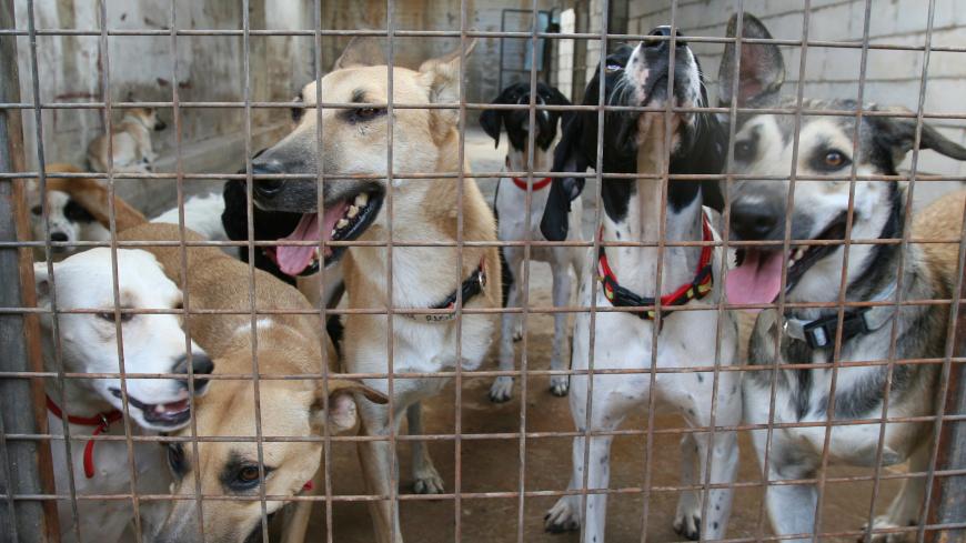 Dogs are kept at a People for the Ethical Treatment of Animals shelter in Monteverde, east of Beirut September 23 2006.  Some 300 homeless dogs and cats, many left behind by theirs owners who had fled Lebanon during the conflict between Israel and Hizbollah, will be heading to the U.S. for adoption by the Best Friends animal society.   REUTERS/Jamal Saidi (LEBANON) - GM1DTOHSGWAA