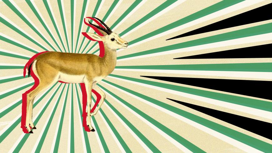 Iraq_Gazelle.jpg