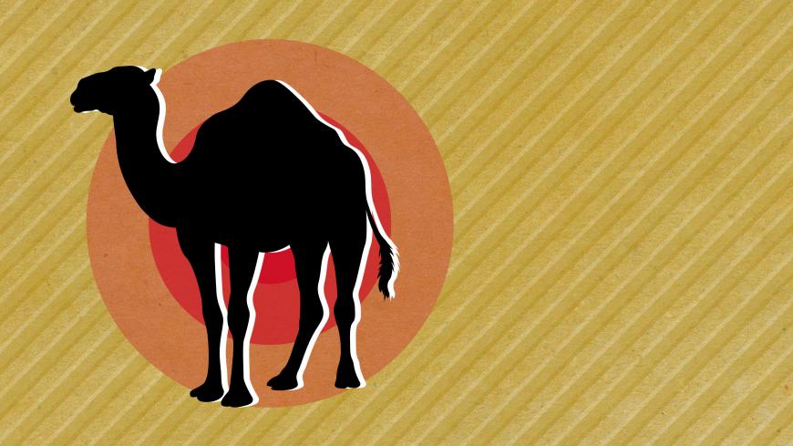 Egypt_Camel.jpg