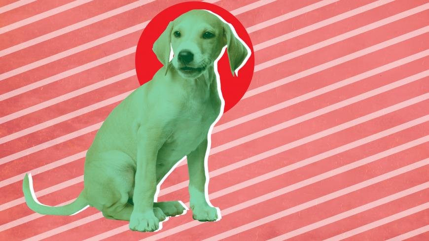 LebaneseDogs.jpg