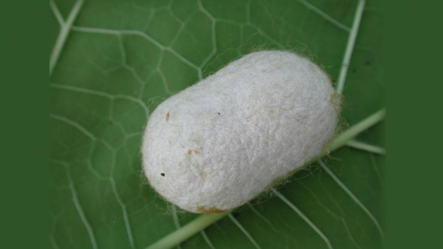silkworm.jpg