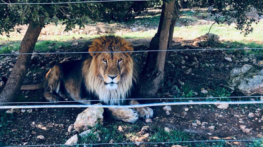 Lion.jpg