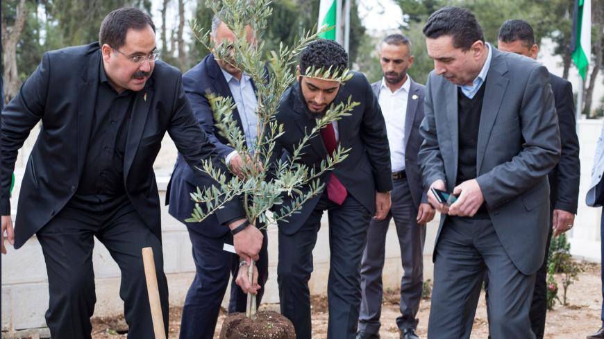 OliveTree.jpg