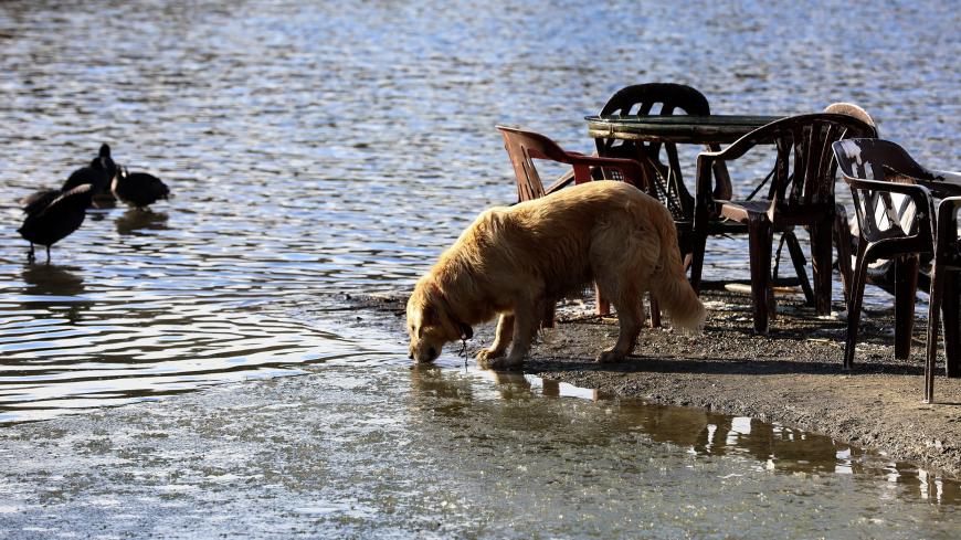A dog drinks water on Lake Eymir in Ankara on January 17, 2019. (Photo by Adem ALTAN / AFP) (Photo credit should read ADEM ALTAN/AFP/Getty Images)