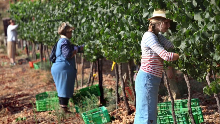 PSAGOT, WEST BANK - JULY 24: Evangelical Christian volunteers harvest Chardonnay grapes for Psagot Winery in a vineyard on July 24, 2017 in the Israeli settlement of Psagot in the West Bank. In a trend that started in recent years, Israeli wineries have begun to harvest earlier in the season, a move winemakers attribute to record-hitting hot summer months causing their grapes to ripen sooner. Some wineries harvest at night in order to preserve the freshness of the grapes while others harvest at dawn and rus