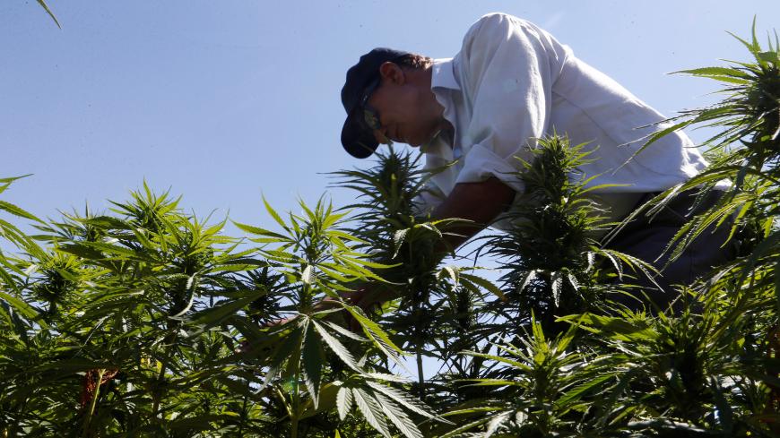 A farmer is seen in a green of cannabis plants in a field overlooking a lake in Yammouneh in West of Baalbek, Lebanon August 13, 2018. Picture taken August 13, 2018. REUTERS/Mohamed Azakir - RC1701D184F0