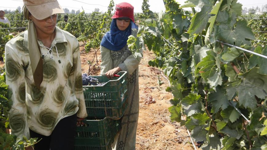 Egyptian women carry trays full of harvested grapes for making wine on their heads in a vineyard in Abul Motamir, 200 kilometers north of Cairo 19 August 2007. Egyptian wine-growing business is aiming to supply the increased consumption tourism brings taking advantage of weather conditions that favor rapid vine development. AFP PHOTO/CRIS BOURONCLE (Photo credit should read CRIS BOURONCLE/AFP via Getty Images)