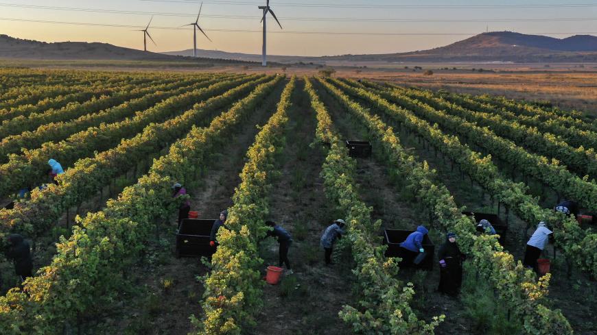 Israeli farm workers harvest Cabernet Sauvignon grapes for Bazelet HaGolan winery, beneath wind turbines constructed between vineyards and fruit orchards as part of a wind farm, near El Rom settlement in the Israeli-annexed Golan Heights by the border with Syria, on October 5, 2020. (Photo by MENAHEM KAHANA / AFP) (Photo by MENAHEM KAHANA/AFP via Getty Images)