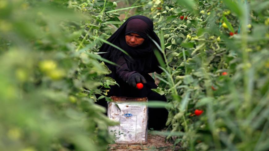 An Iraqi woman farmer harvests tomatoes in Diwaniyah, around 160 kilometres (100 miles) south of the capital Baghdad, on April 2, 2018. - Iraqi farmers have traditionally lived off their land with no need for wells, but a creeping drought is now threatening agriculture and the livelihoods of nearly a quarter of the country's population in the southern agricultural provinces of Diwaniyah, Muthanna and Missan. (Photo by Haidar HAMDANI / AFP)        (Photo credit should read HAIDAR HAMDANI/AFP via Getty Images