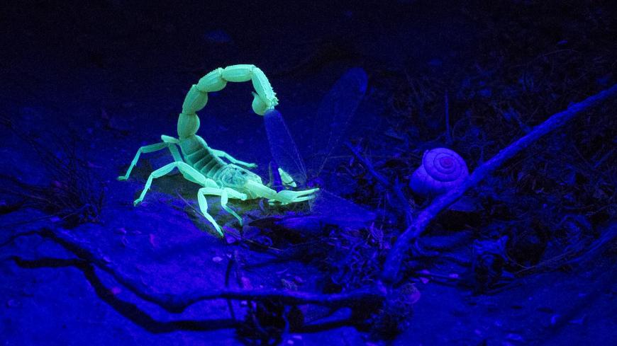 NEGEV DESERT, ISRAEL - AUGUST 05: (ISRAEL OUT) A Yellow Scorpion eats his prey as it glows in the dark on August 5, 2013 near Sde Boker in the Negev Desert, Israel. The Negev is second on a list of the world's top ten regional travel destinations for 2013. (Photo by Uriel Sinai/Getty Images)
