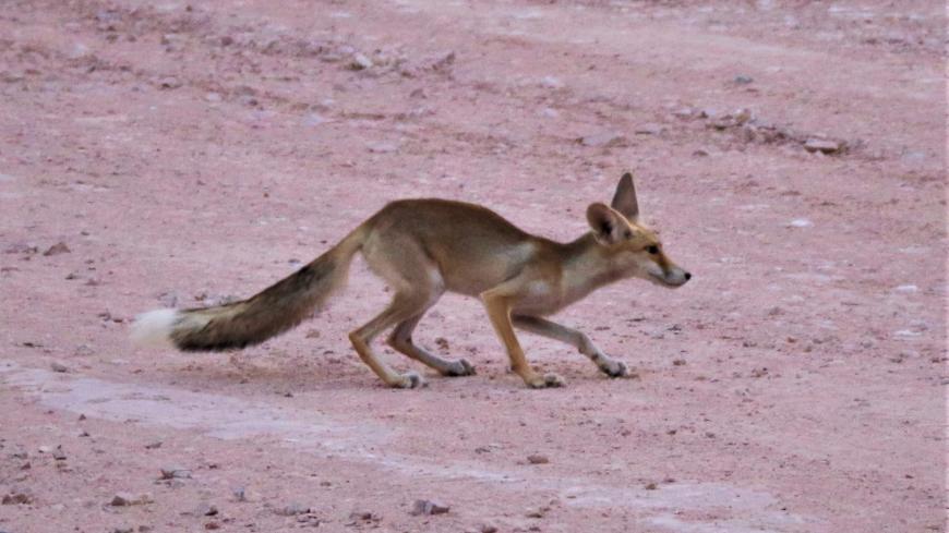 fox.jpg