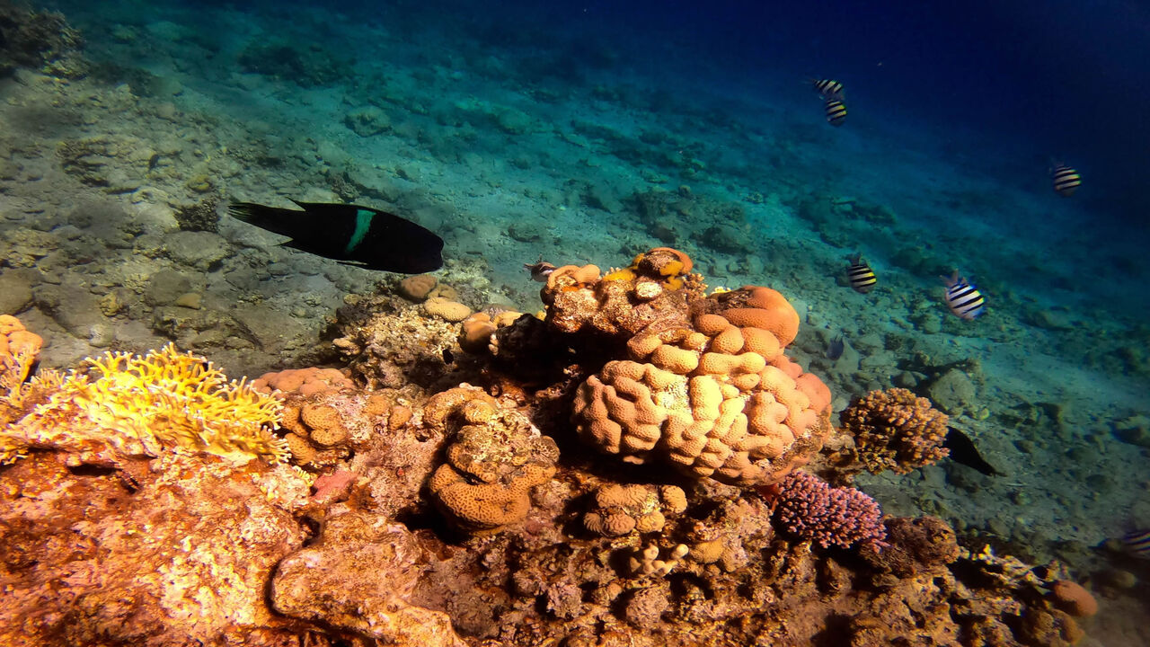 Marine life at a coral reef in the Red Sea waters off the coast of the southern port city of Eilat, Israel, Feb. 10, 2021.