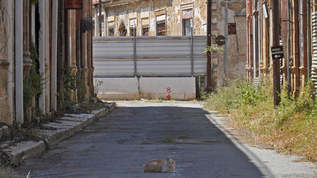 A cat is pictured inside the buffer zone that separates the internationally recognized Republic of Cyprus and the breakaway Turkish Republic of Northern Cyprus in the divided capital Nicosia, on April 26, 2021.