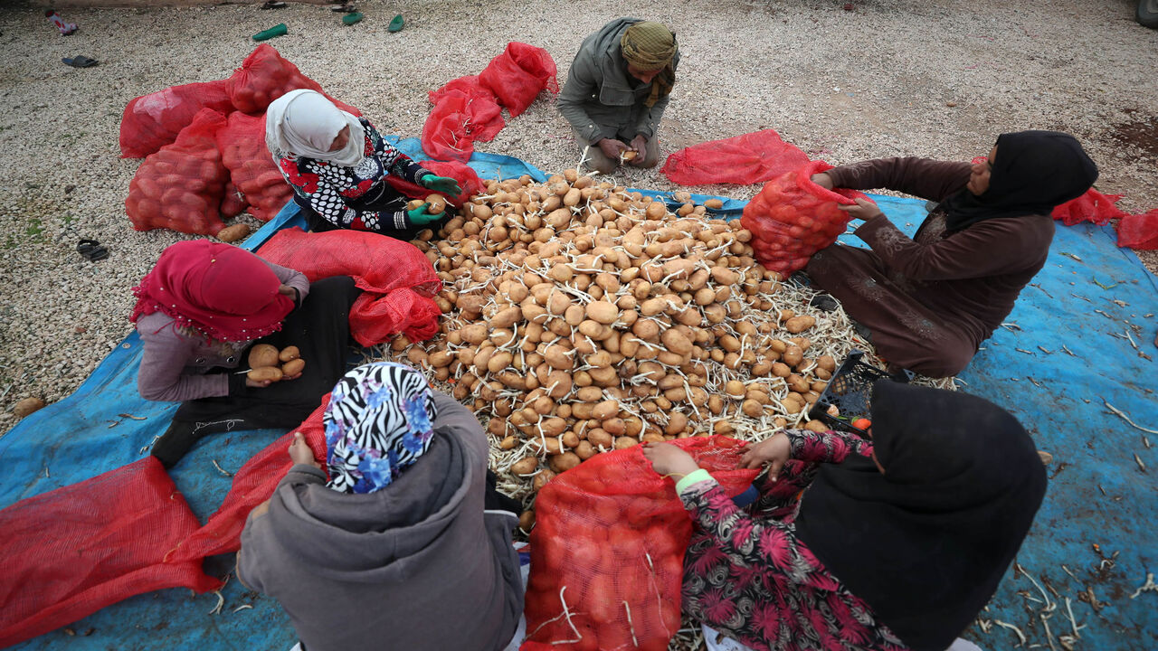 Syrian potato farmers prepare the root vegetables for planting near the town of Binnish,  northwestern Idlib province, Syria, Jan. 12, 2021.