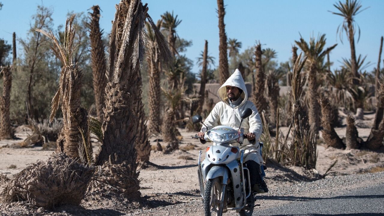 A man rides a motorcycle past dead palm trees in Morocco's Skoura, an oasis area of around 40 square kilometres, in a file picture from January 2020