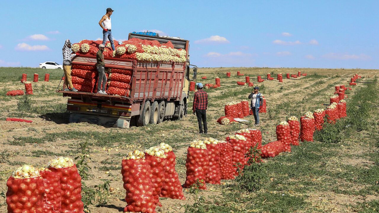 Workers collect onions during the harvest on a farm, in the Polatli district of Ankara on Aug. 6, 2019.