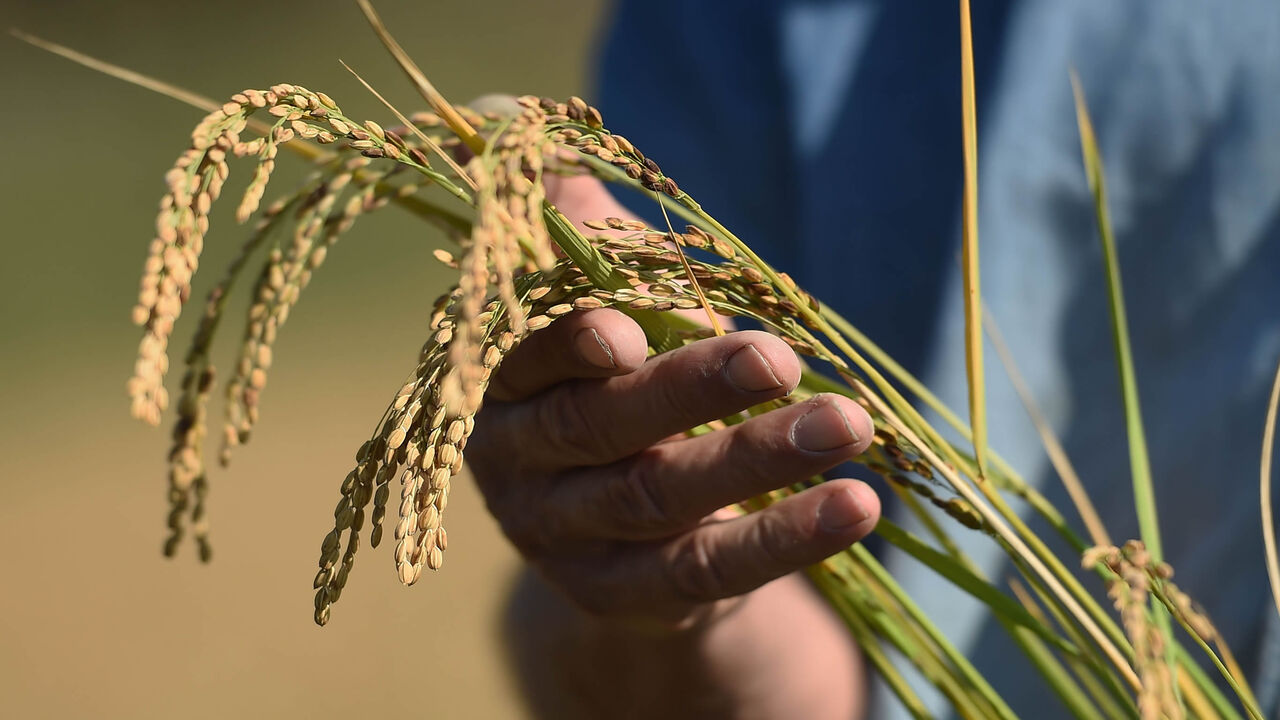 French rice farmer Bernard Poujol holds a stalk of rice in a rice field, Saint Gilles, France, Oct. 12, 2017.