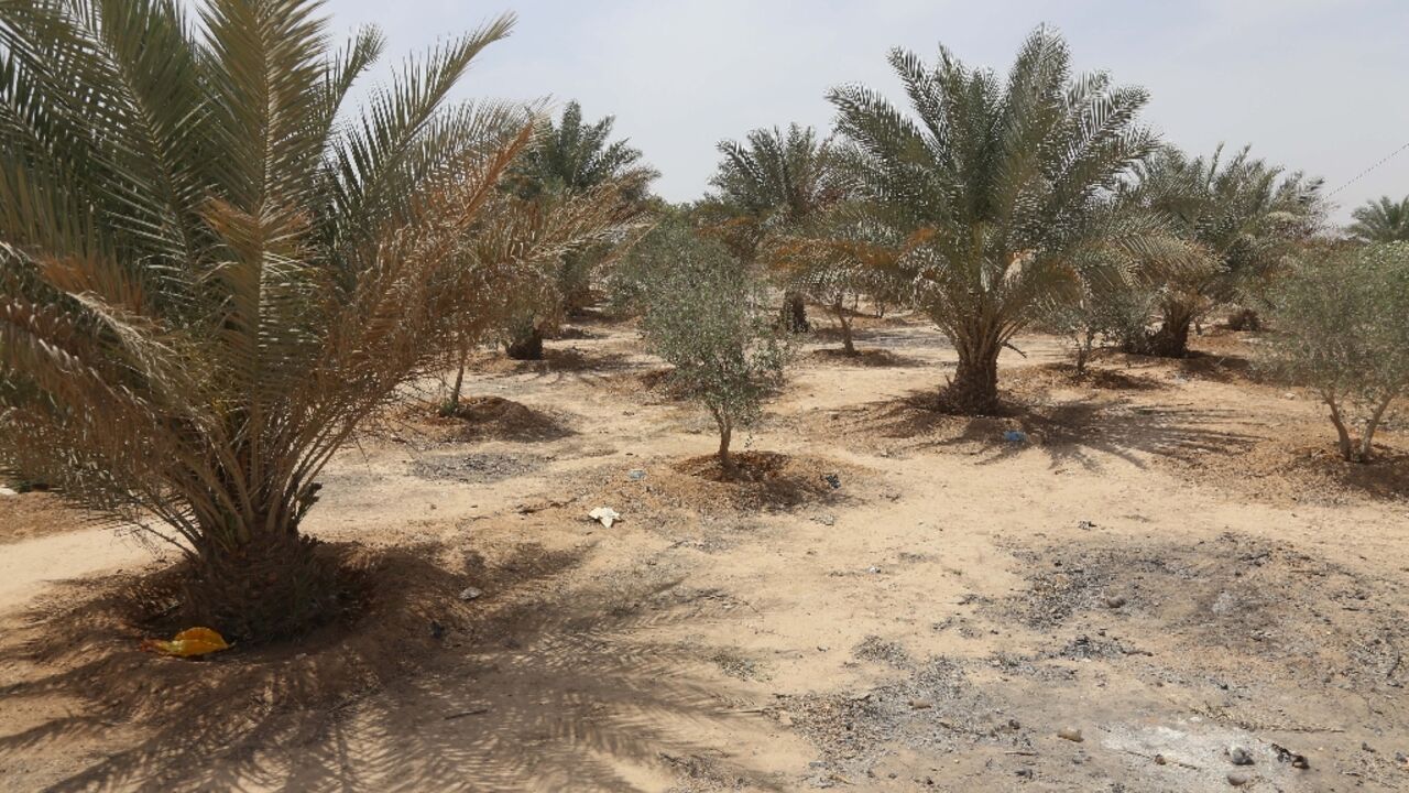 Sixteen years after its inception, only a fraction of the 76-kilometre (47-mile) 'green belt' in Iraq's Karbala has materialised, and even so, poor irrigation and lack of maintenance have left trees struggling to grow