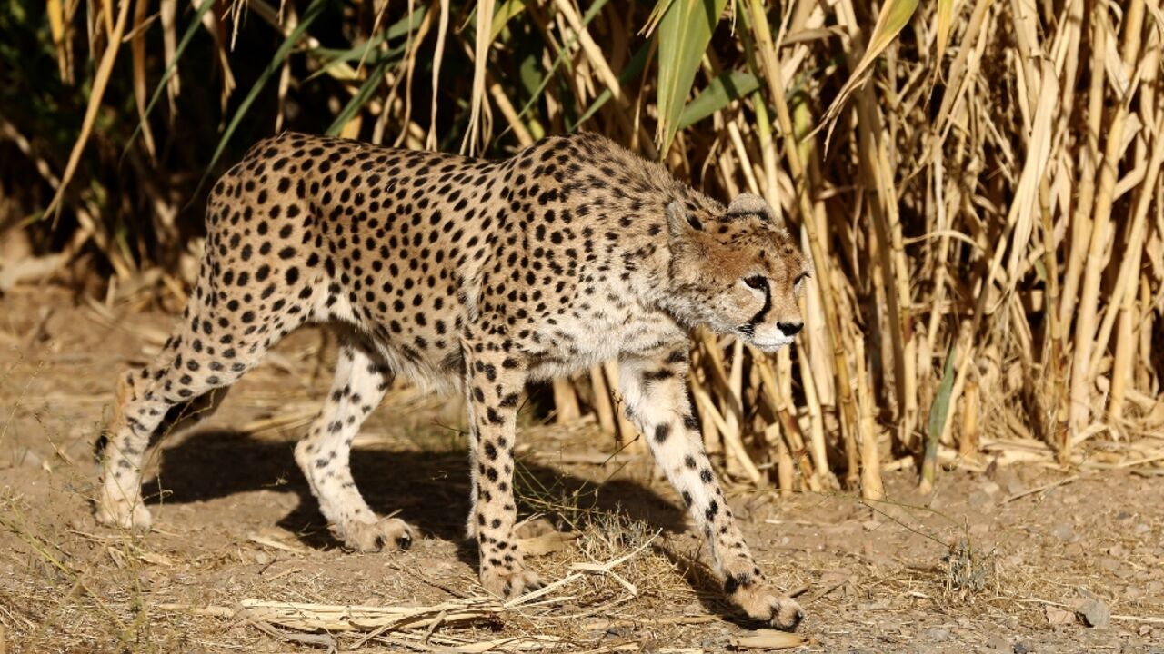 A critically endangered Asiatic cheetah is seen in its enclosure at Pardisan Park in the Iranian capital Tehran in 2017. Just a dozen individuals are believed to survive in the wild A critically endangered Asiatic cheetah is seen in its enclosure at Pardisan Park in the Iranian capital Tehran in 2017. Just a dozen individuals are believed to survive in the wild