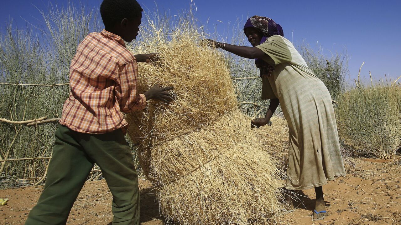 A Sudanese woman and a boy gather threshed wheat stalks at the Zam Zam camp for Internally Displaced People (IDP), North Darfur, on April 9, 2015.