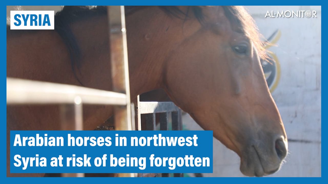 Horses in northwest Syria