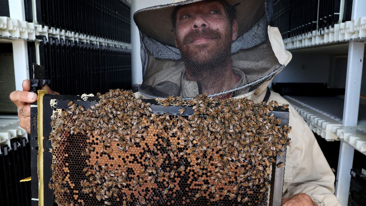 Robot-equipped beehives at an Israeli kibbutz aim to reduce mortality rates as bee species worldwide face an increasing threat of decline