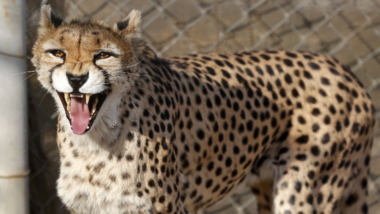 In this file picture taken in October 2017 a  female Asiatic Cheetah named Dalbar snarls at visitors to the Pardisan Park in Tehran