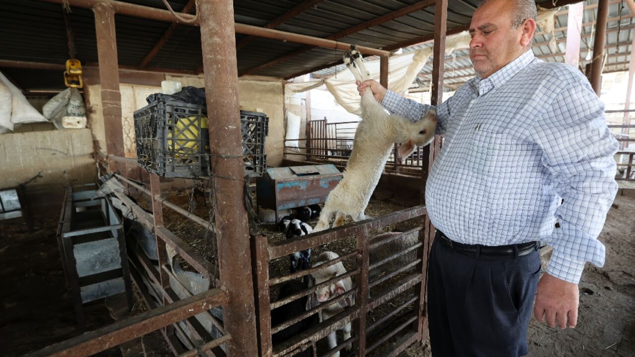 An outbreak of foot and mouth disease in the West Bank has killed thousands of livestock, pushing Palestinian farmers like Mohammed Basheer to the brink of bankruptcy An outbreak of foot and mouth disease in the West Bank has killed thousands of livestock, pushing Palestinian farmers like Mohammed Basheer to the brink of bankruptcy
