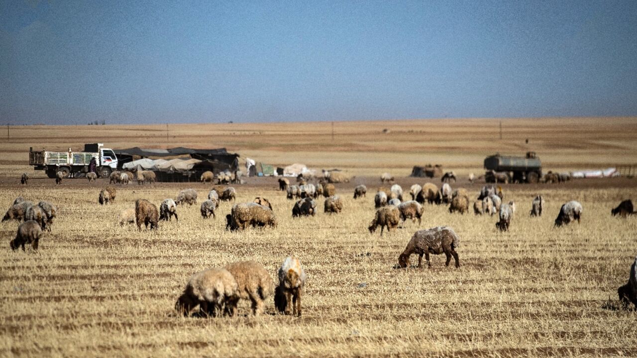 In Syria's once-fertile Hasakeh province, farmers are turning over their withered wheat fields to animals for grazing