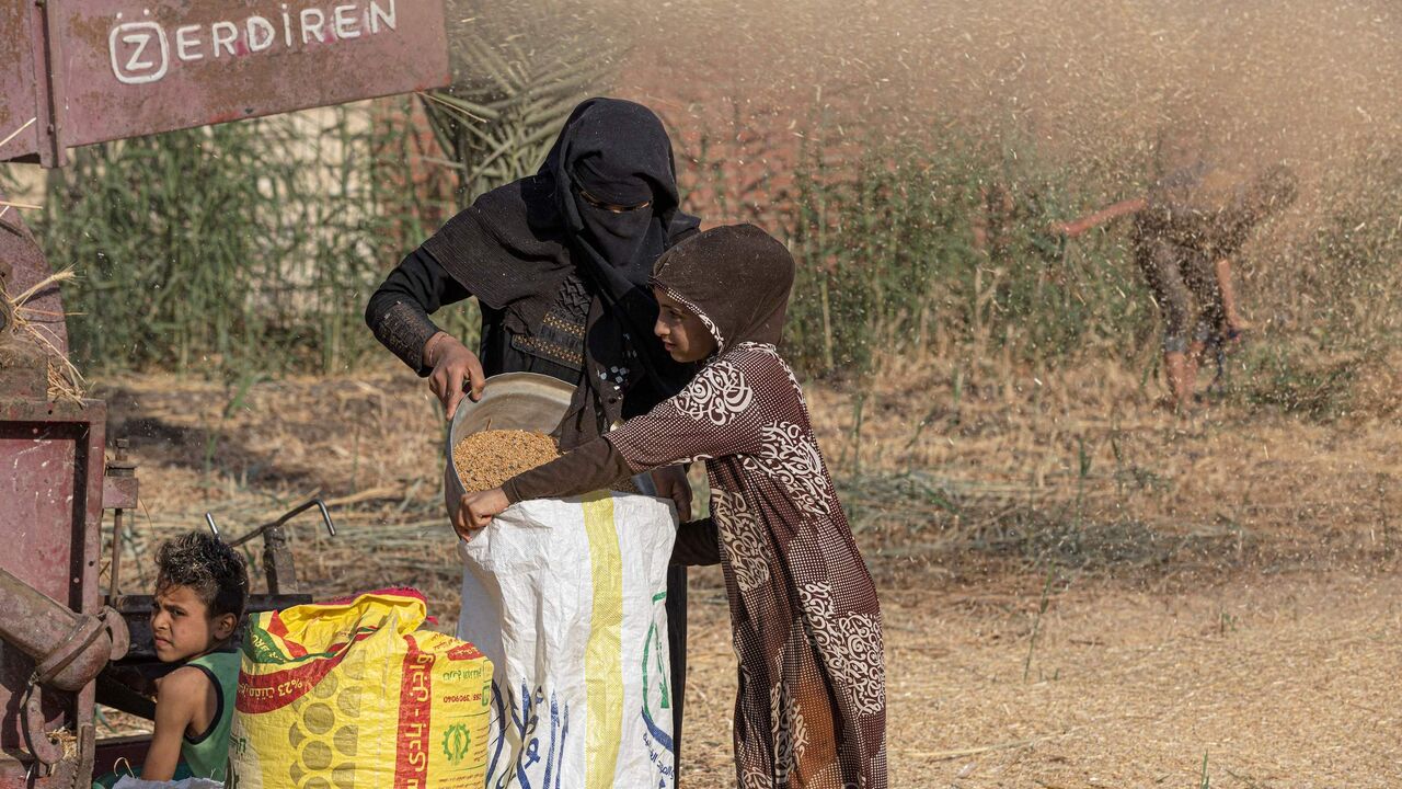 Egyptian farmers harvest wheat in Bamha village.