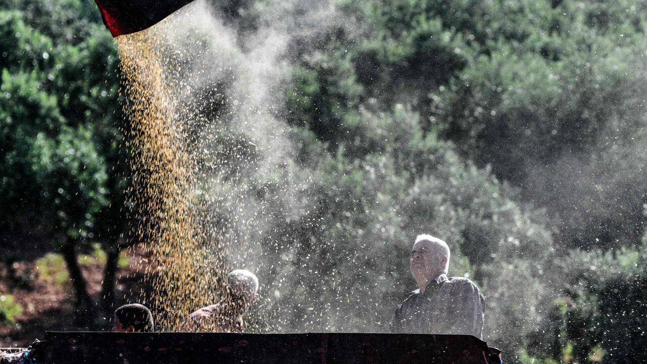 Syria wheat farmers