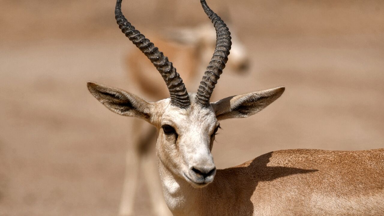 In little over one month, the slender-horned gazelle population at the Sawa reserve in southern Iraq plunged from 148 to 87