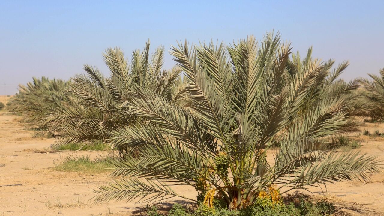Once known as the "country of 30 million palm trees", and home to 600 varieties of the fruit, Iraq's date production has been blighted by decades of conflict and environmental challenges, including drought, desertification and salinisation Once known as the "country of 30 million palm trees", and home to 600 varieties of the fruit, Iraq's date production has been blighted by decades of conflict and environmental challenges, including drought, desertification and salinisation