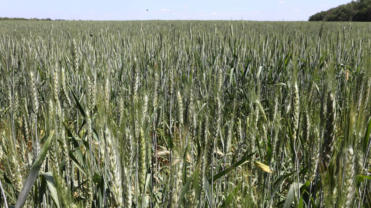 Ukraine grain 2732