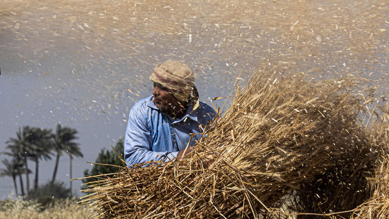 An Egyptian farmer takes part in the wheat harvest in Bamha village near al-Ayyat town, Giza province, Egypt, May 17, 2022.