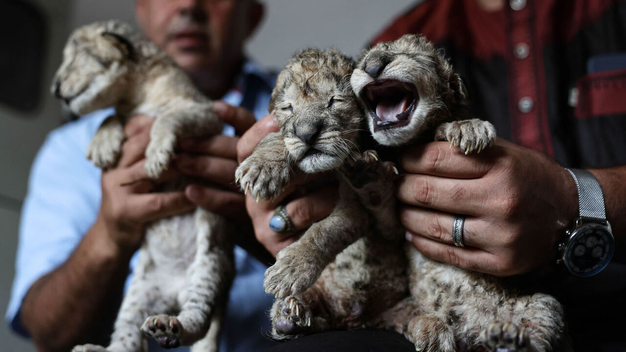 Employees present three newborn lion cubs at Nama Zoo in Gaza City, Gaza Strip, Aug. 12, 2022.
