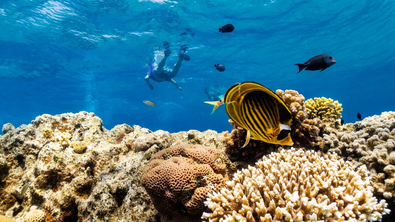 Red Sea coral