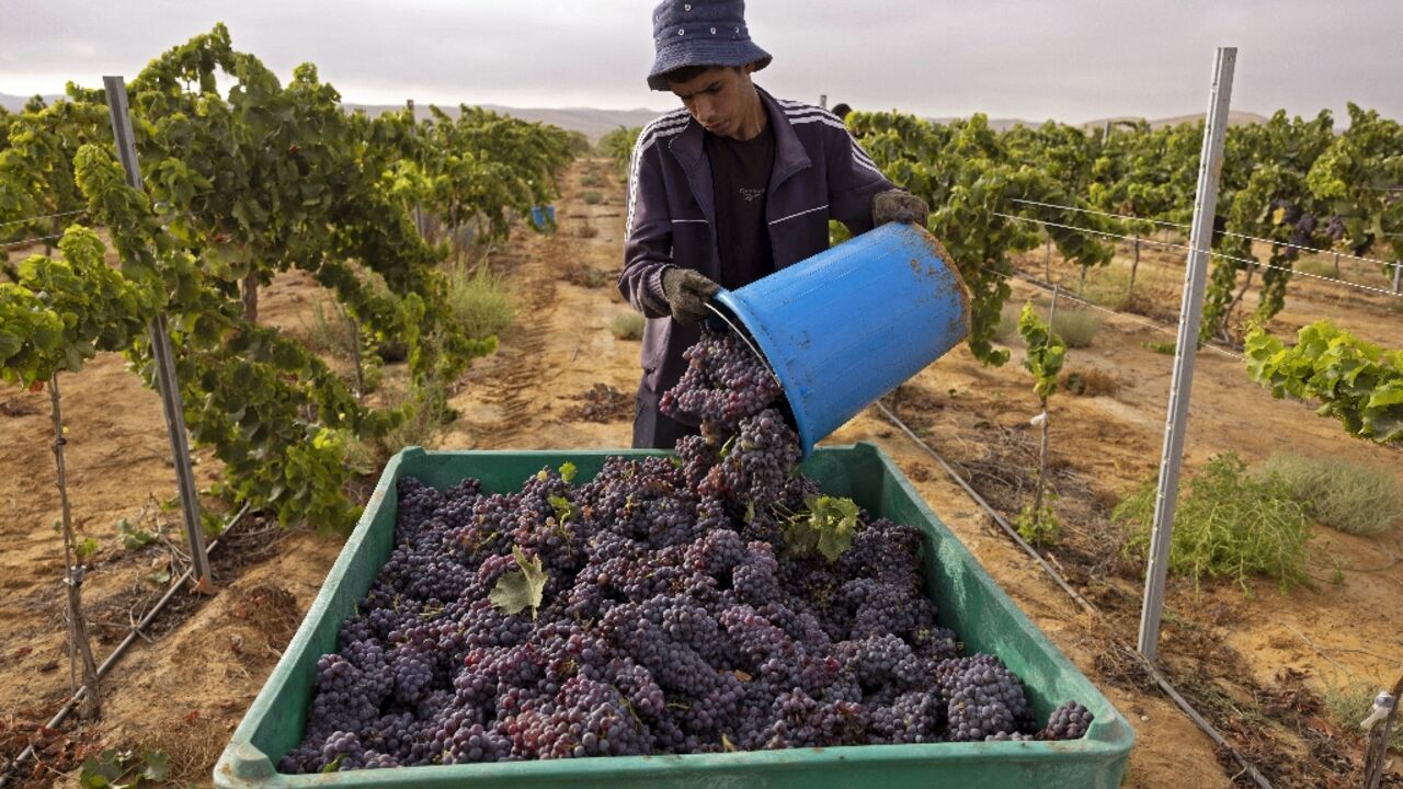 With nearly year-round sunshine and little rain in Israel's Negev desert, David Pinto has adopted a micro-irrigation system at his vineyard