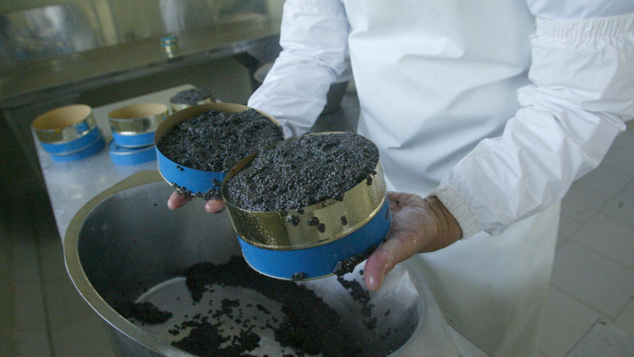 An Iranian Turkman worker packages beluga caviar.