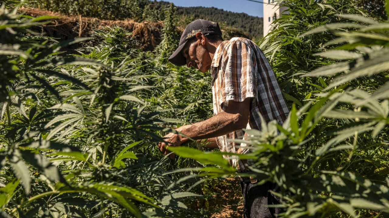 A farmer inspects plants in a cannabis field in Morocco's Ketama area at the foot of the mountainous region of Rif