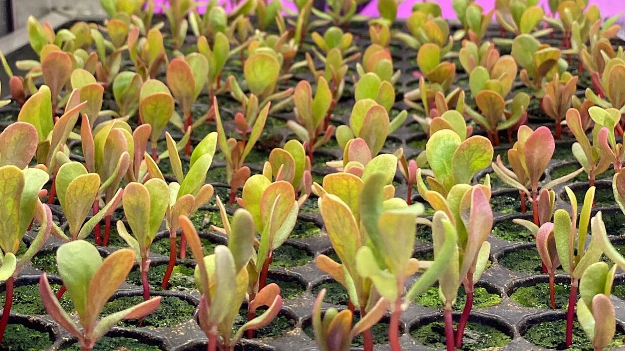 Tulima Farms and Agri-Processing.