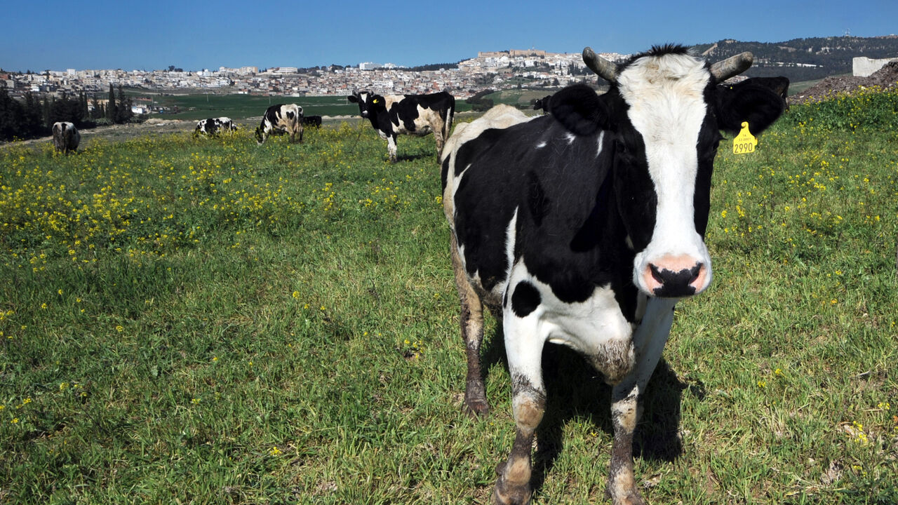 Tunisian cow