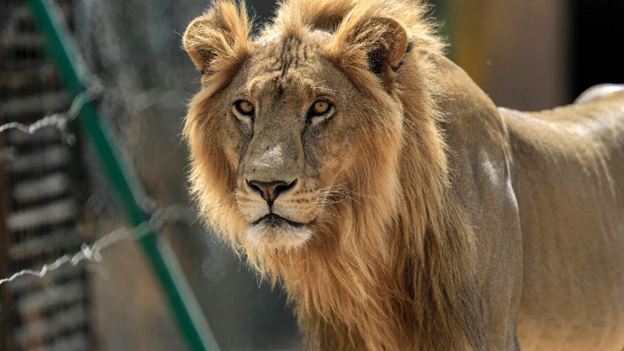A male African lion (Panthera leo) at the Sudan Animal Rescue Centre in this February 28, 2022 photograph: lions from the centre were taken to a paramilitary force base, where they tried to escape from this week A male African lion (Panthera leo) at the Sudan Animal Rescue Centre in this February 28, 2022 photograph: lions from the centre were taken to a paramilitary force base, where they tried to escape from this week